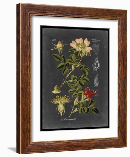 Midnight Botanical I-Vision Studio-Framed Art Print