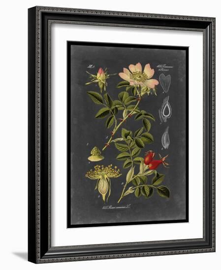 Midnight Botanical I-Vision Studio-Framed Art Print