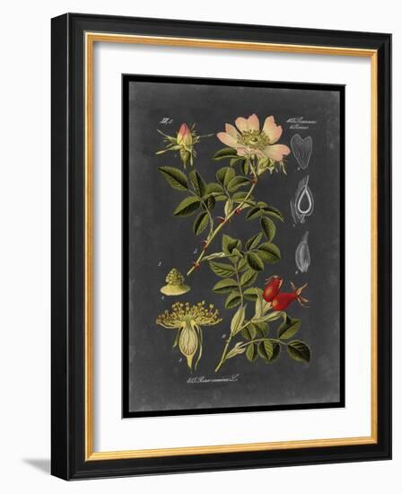 Midnight Botanical I-Vision Studio-Framed Art Print