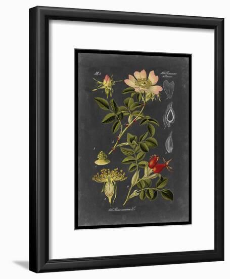 Midnight Botanical I-Vision Studio-Framed Art Print