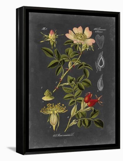 Midnight Botanical I-Vision Studio-Framed Stretched Canvas