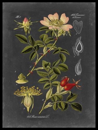 Midnight Botanical I' Art Print - Vision Studio