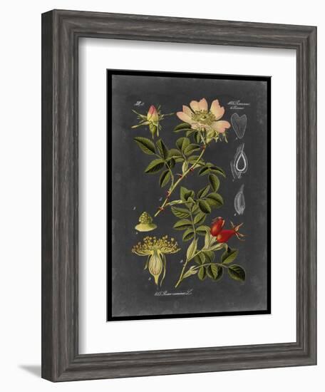 Midnight Botanical I-Vision Studio-Framed Art Print