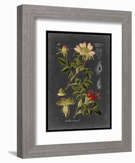 Midnight Botanical I-Vision Studio-Framed Art Print