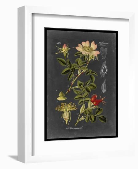 Midnight Botanical I-Vision Studio-Framed Art Print