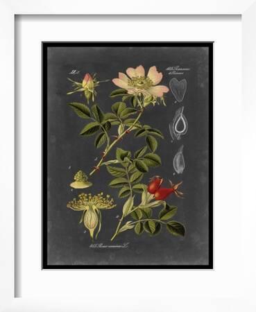 Midnight Botanical I' Art Print - Vision Studio