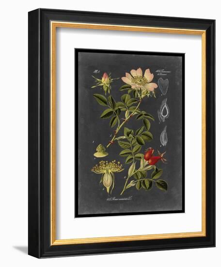 Midnight Botanical I-Vision Studio-Framed Art Print