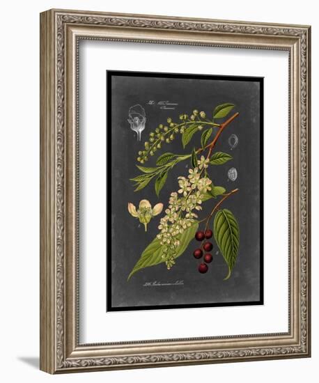 Midnight Botanical II-Vision Studio-Framed Art Print