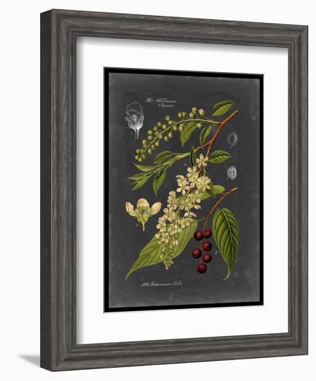 Midnight Botanical II-Vision Studio-Framed Art Print