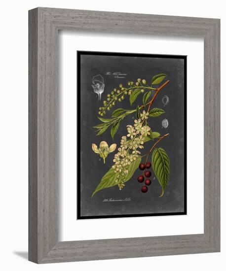 Midnight Botanical II-Vision Studio-Framed Art Print