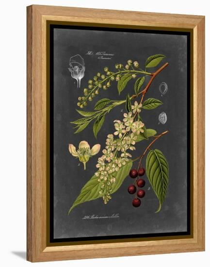 Midnight Botanical II-Vision Studio-Framed Stretched Canvas