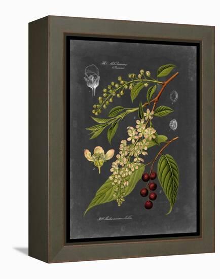 Midnight Botanical II-Vision Studio-Framed Stretched Canvas