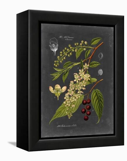 Midnight Botanical II-Vision Studio-Framed Stretched Canvas