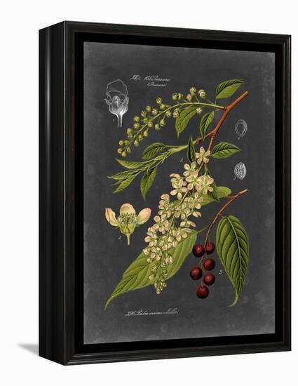 Midnight Botanical II-Vision Studio-Framed Stretched Canvas