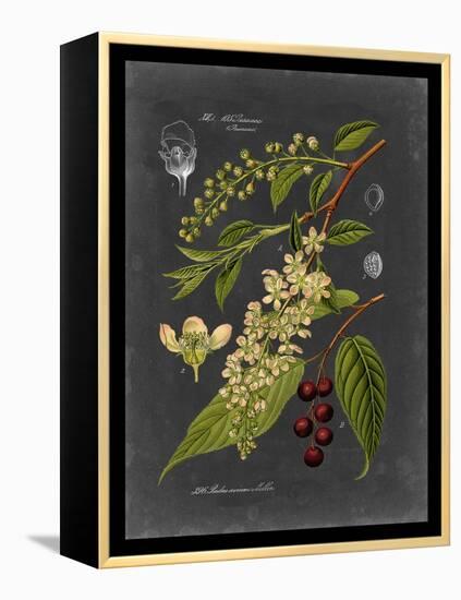 Midnight Botanical II-Vision Studio-Framed Stretched Canvas