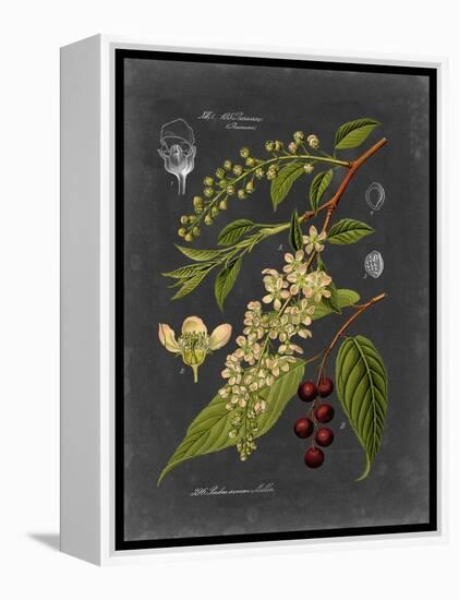 Midnight Botanical II-Vision Studio-Framed Stretched Canvas