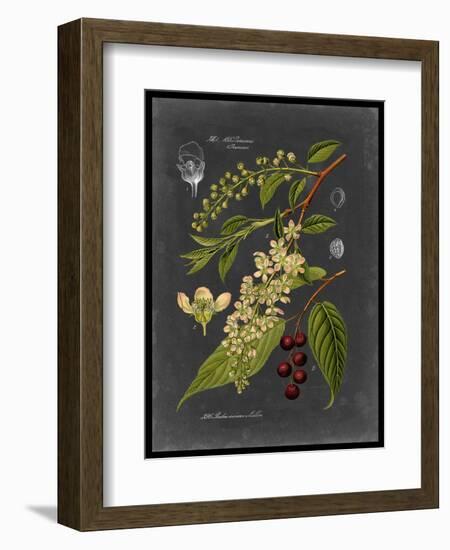 Midnight Botanical II-Vision Studio-Framed Premium Giclee Print