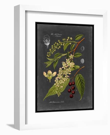 Midnight Botanical II-Vision Studio-Framed Premium Giclee Print