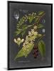 Midnight Botanical II-Vision Studio-Mounted Premium Giclee Print