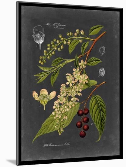 Midnight Botanical II-Vision Studio-Mounted Premium Giclee Print