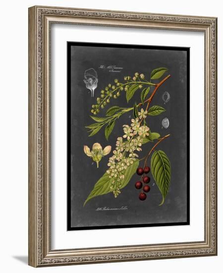 Midnight Botanical II-Vision Studio-Framed Art Print