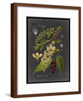 Midnight Botanical II-Vision Studio-Framed Art Print