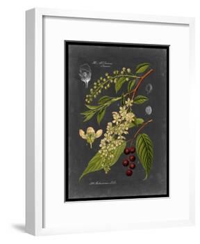 Midnight Botanical II-Vision Studio-Framed Art Print