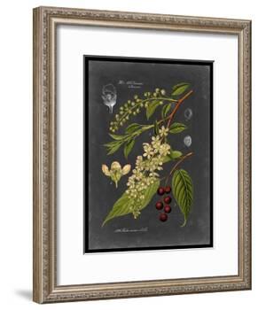 Midnight Botanical II-Vision Studio-Framed Art Print