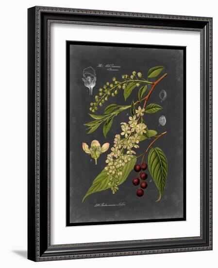 Midnight Botanical II-Vision Studio-Framed Art Print