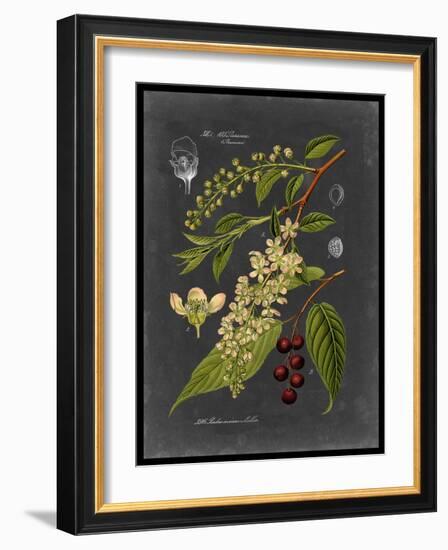 Midnight Botanical II-Vision Studio-Framed Art Print