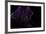 Midnight Dance-Heidi Westum-Framed Photographic Print