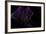 Midnight Dance-Heidi Westum-Framed Photographic Print