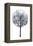 Midnight Elm I-Grace Popp-Framed Stretched Canvas