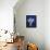 Midnight Flowers, Deep Blue Ground-Ann Oram-Framed Premier Image Canvas displayed on a wall