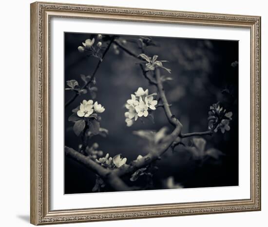 Midnight Garden I-Irene Suchocki-Framed Giclee Print