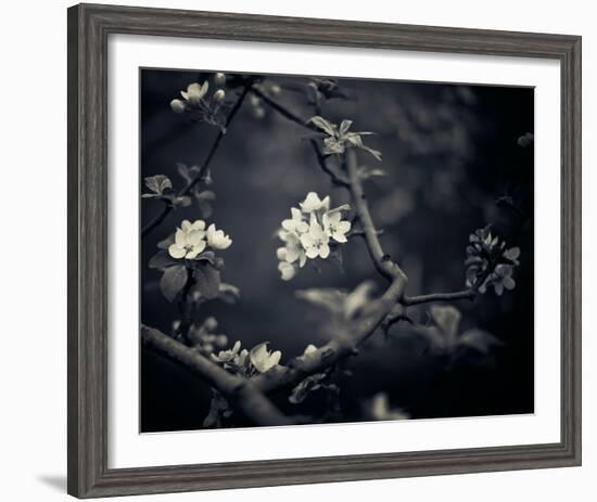 Midnight Garden I-Irene Suchocki-Framed Giclee Print