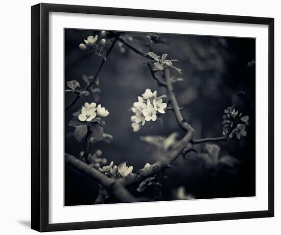 Midnight Garden I-Irene Suchocki-Framed Giclee Print