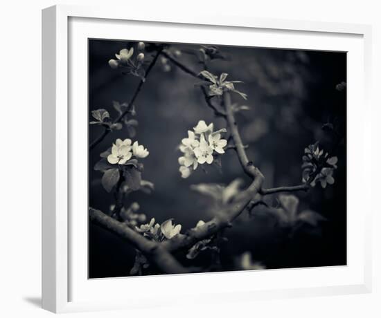 Midnight Garden I-Irene Suchocki-Framed Giclee Print