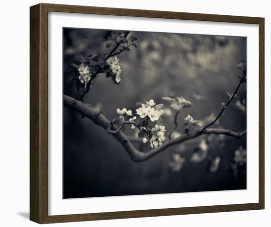 Midnight Garden II-Irene Suchocki-Framed Giclee Print