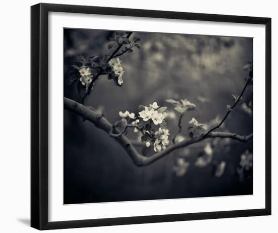 Midnight Garden II-Irene Suchocki-Framed Giclee Print