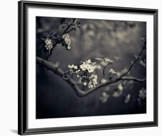 Midnight Garden II-Irene Suchocki-Framed Giclee Print