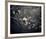 Midnight Garden II-Irene Suchocki-Framed Giclee Print