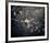 Midnight Garden II-Irene Suchocki-Framed Giclee Print