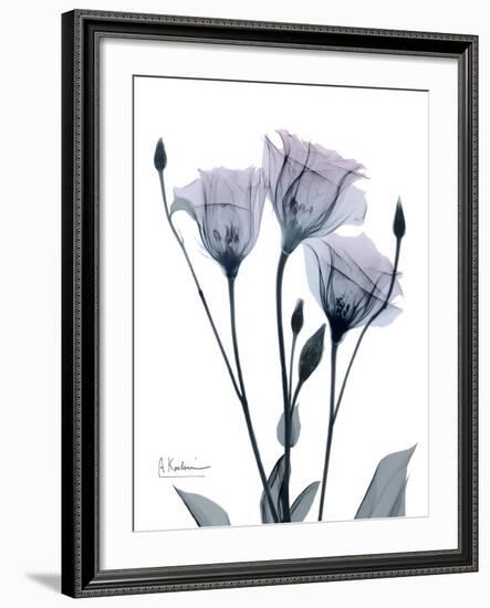 Midnight Gentian 1-Albert Koetsier-Framed Photo