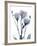 Midnight Gentian 1-Albert Koetsier-Framed Photo