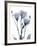 Midnight Gentian 1-Albert Koetsier-Framed Photo