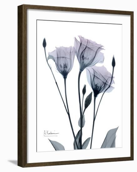 Midnight Gentian 1-Albert Koetsier-Framed Photo