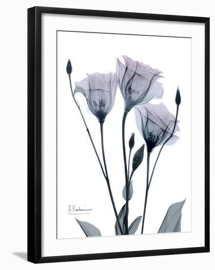 Midnight Gentian 1-Albert Koetsier-Framed Photo