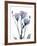 Midnight Gentian 1-Albert Koetsier-Framed Photo