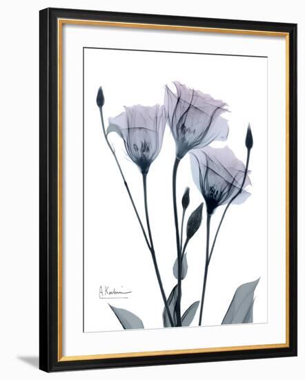 Midnight Gentian 1-Albert Koetsier-Framed Photo